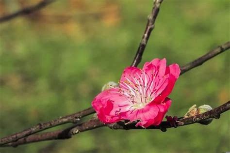 偏桃花意思|偏桃花是什么意思？